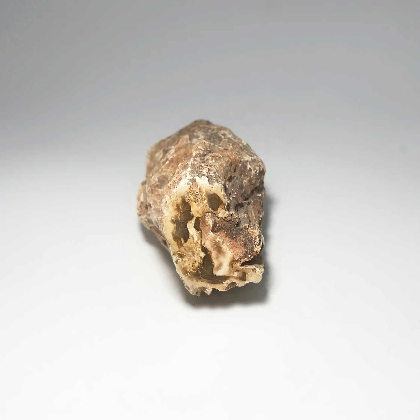 Petrified Wood Branch