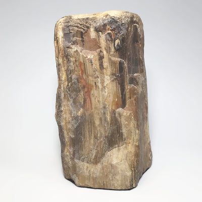 Petrified Wood Stand Up