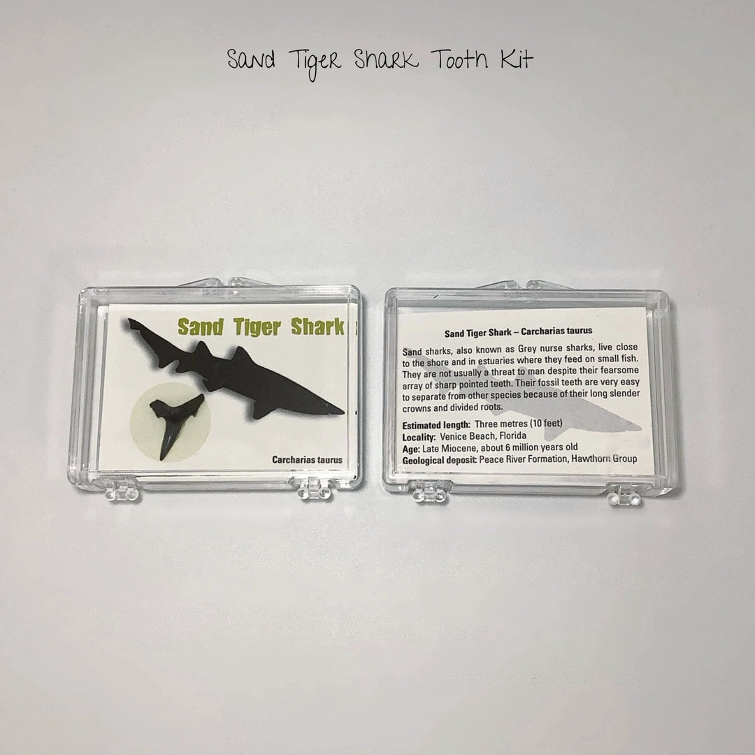 Small Fossilized Shark Tooth Kit - Rocks and Gems Canada
