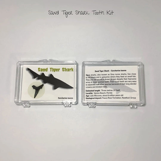 Small Fossilized Shark Tooth Kit - Rocks and Gems Canada