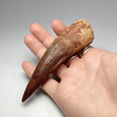 Fossilized Spinosaurus Tooth Specimen