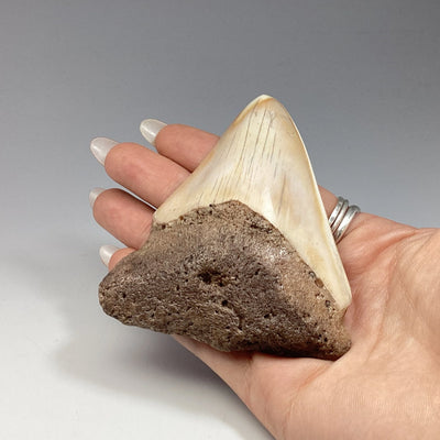 Fossilized Shark Tooth Specimen: White Pacific Megalodon