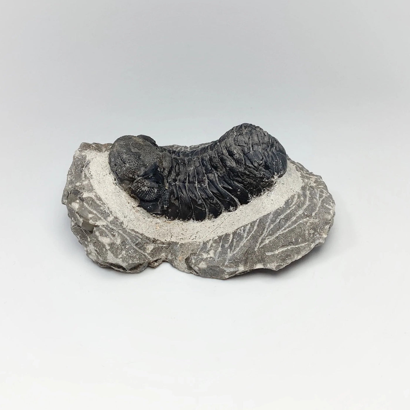 Trilobite Drotops Fossil