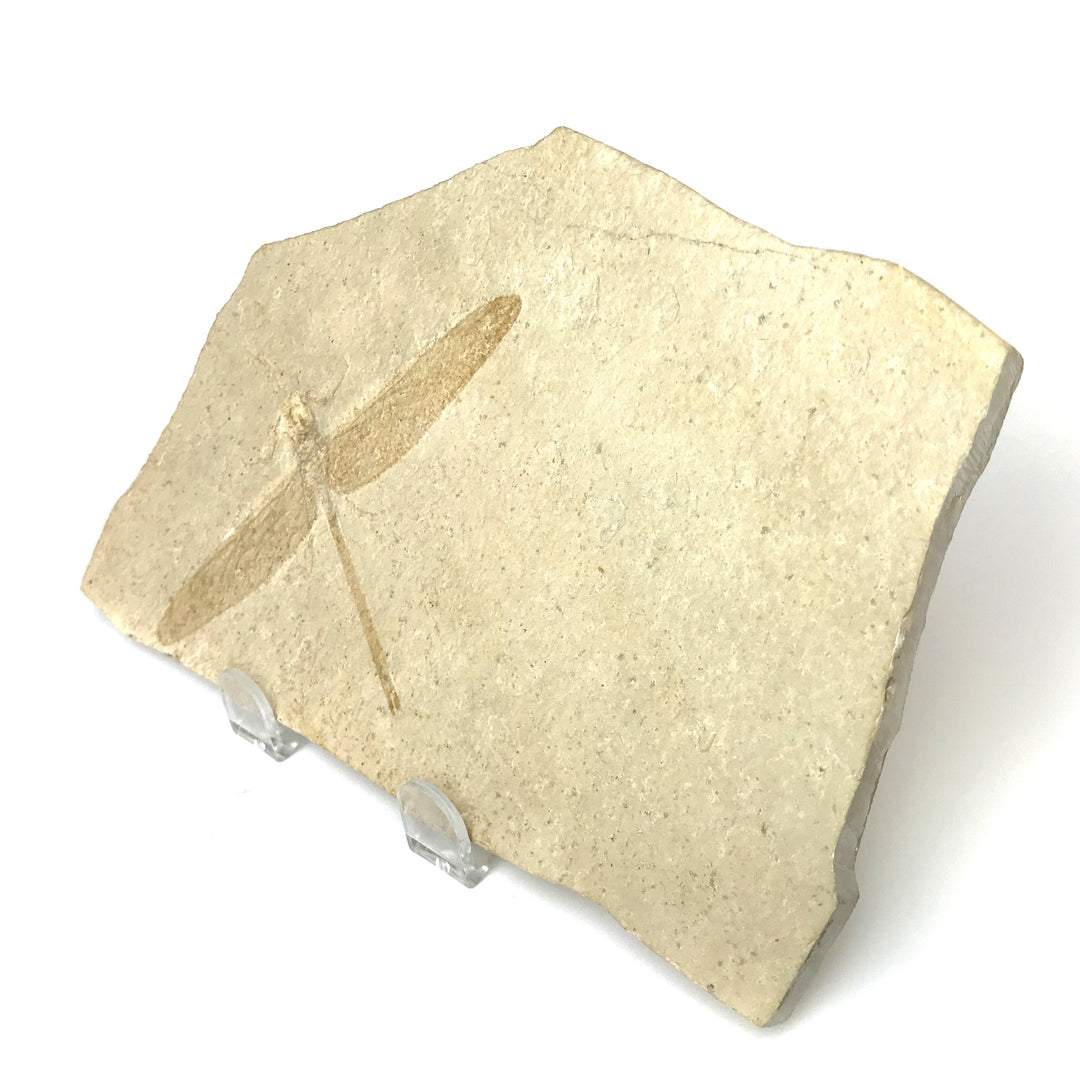 Dragonfly Fossil - Rocks and Gems Canada