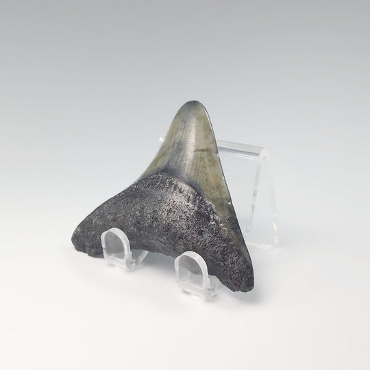 Fossilized Shark Tooth Specimen: Extinct Great White Shark - Rocks and Gems Canada