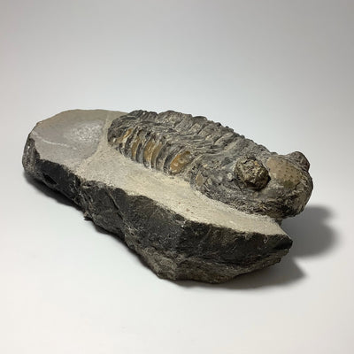 Trilobite Phacops Fossil
