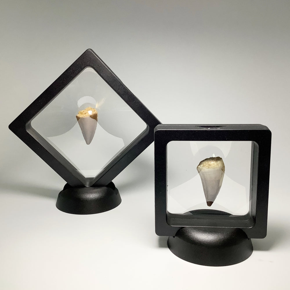 Plastic Display Box - Rocks and Gems Canada
