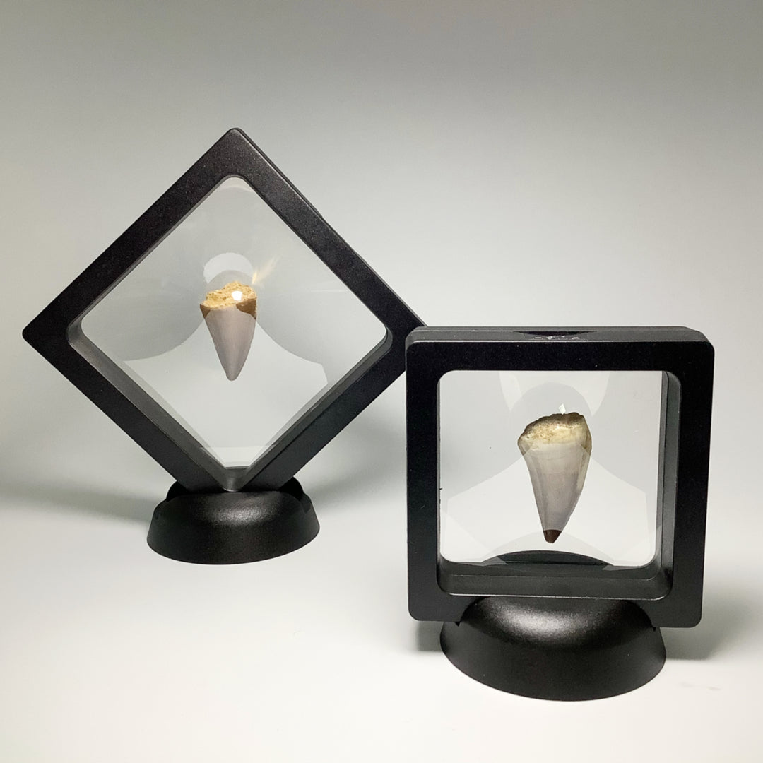 Plastic Display Box - Rocks and Gems Canada