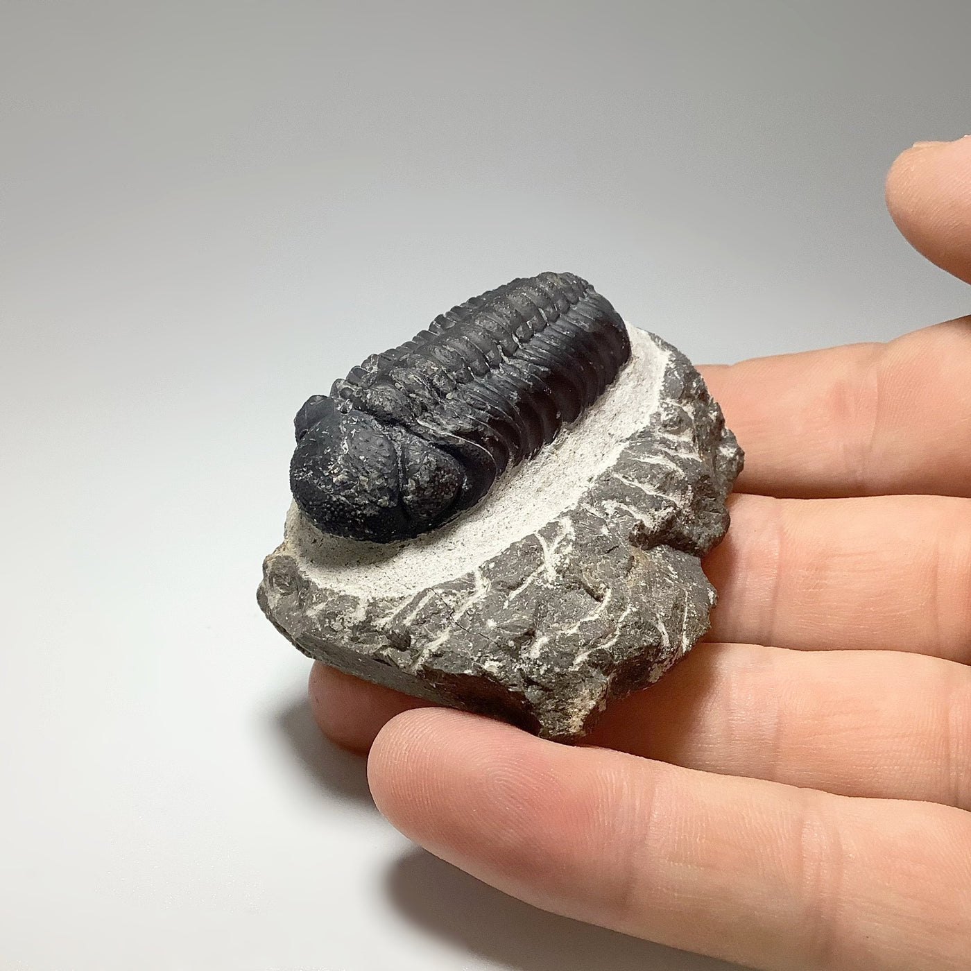 Trilobite Drotops Fossil