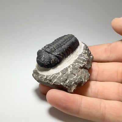 Trilobite Drotops Fossil