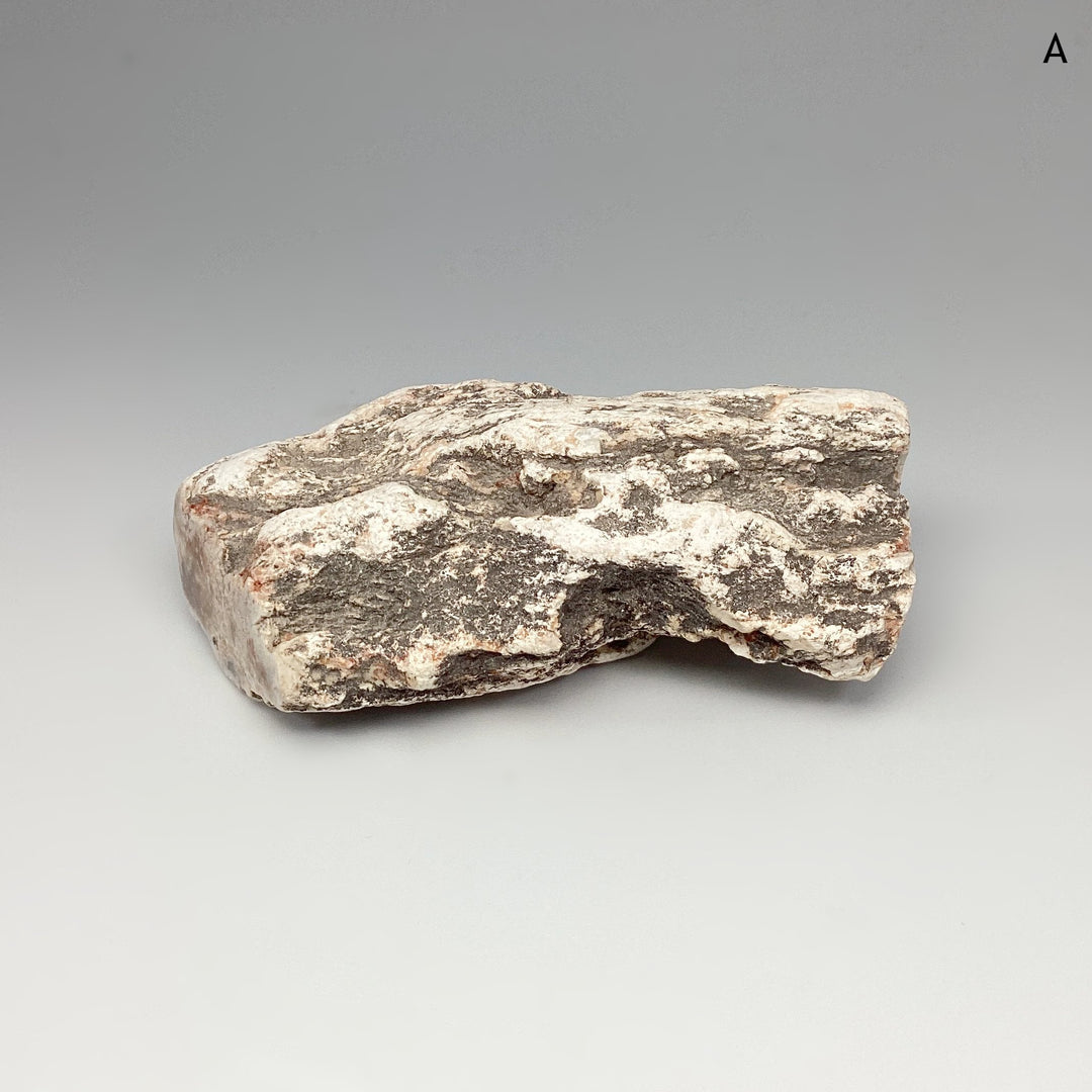 Petrified Wood Branch - Rocks and Gems Canada