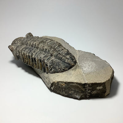 Trilobite Phacops Fossil