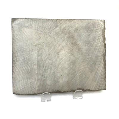 Eurypterid Fossil