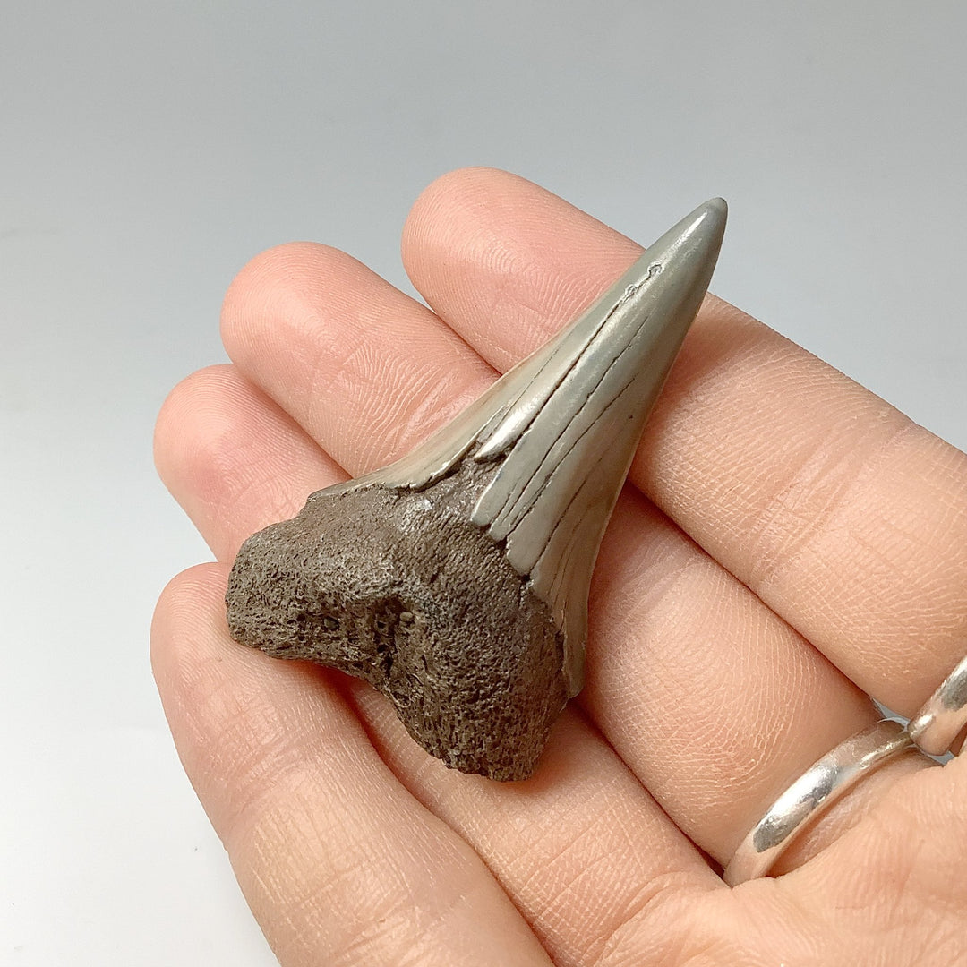 Fossilized Shark Tooth Specimen: Mako - Rocks and Gems Canada