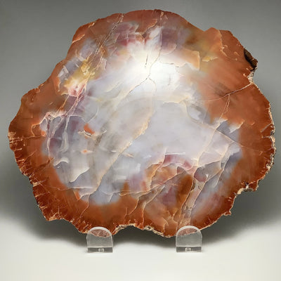 Araucaria Petrified Wood Slice