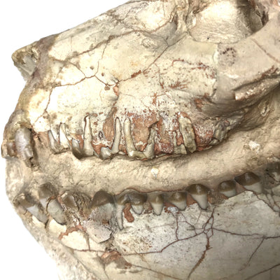Fossilized Oreodon Skull Specimen in Matrix