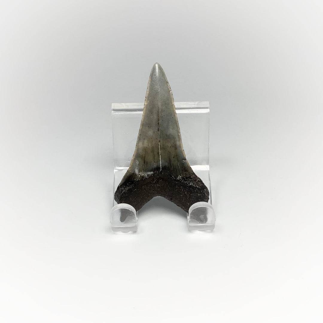 Fossilized Shark Tooth Specimen: Mako - Rocks and Gems Canada