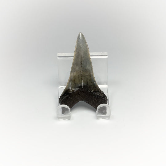 Fossilized Shark Tooth Specimen: Mako - Rocks and Gems Canada