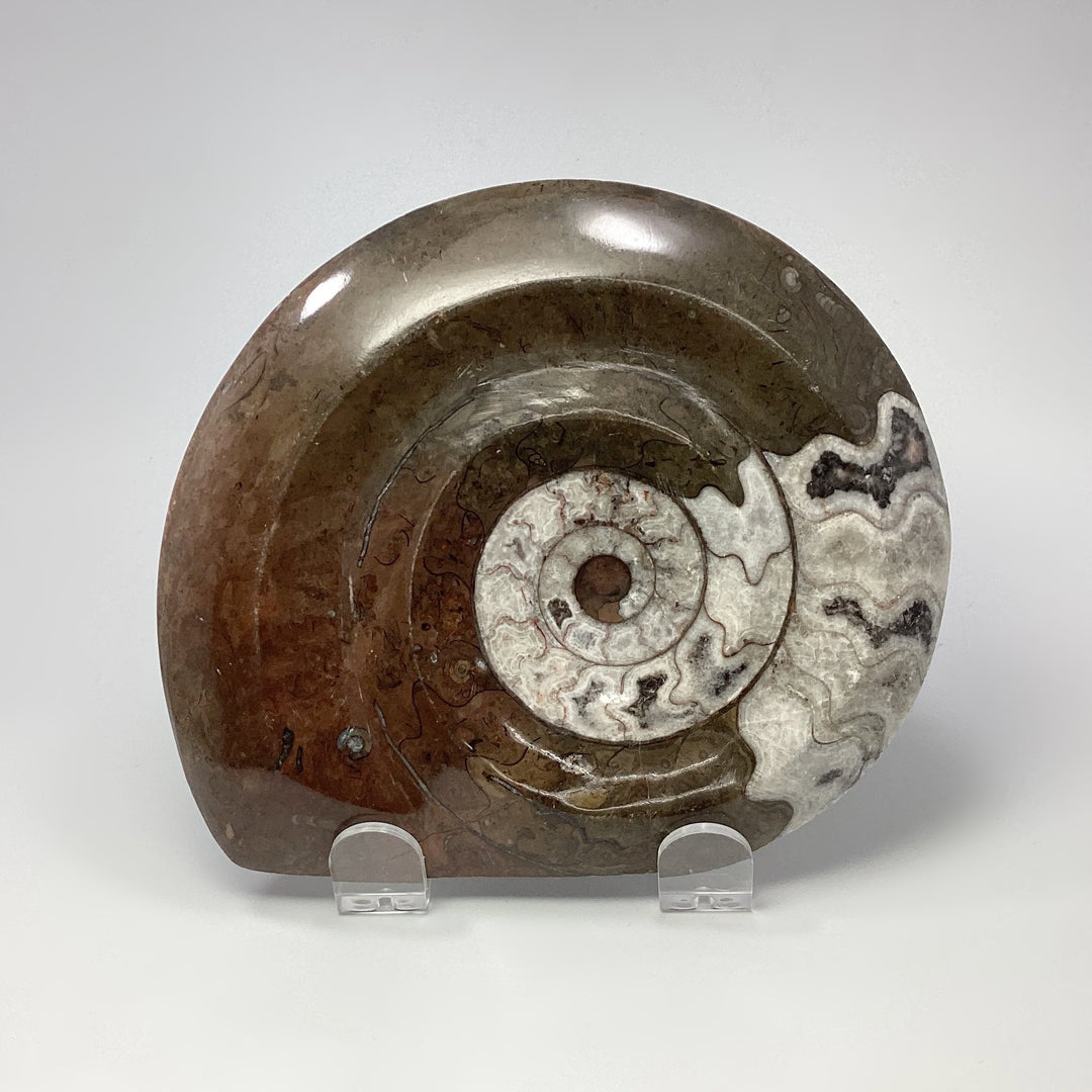 Ammonite Agoniatite - Rocks and Gems Canada