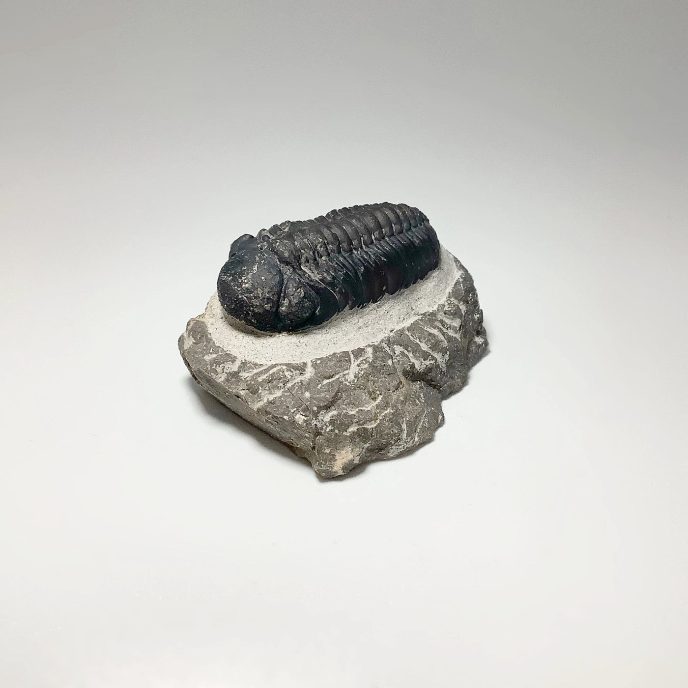 Trilobite Drotops Fossil