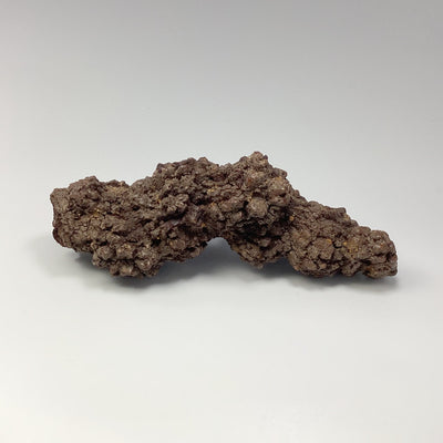 Coprolite