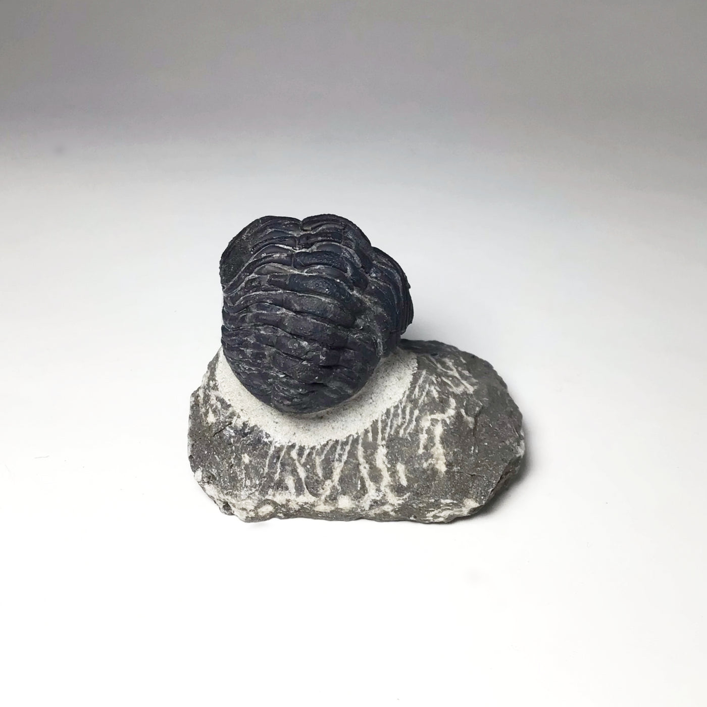 Trilobite Drotops Fossil