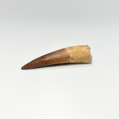 Fossilized Spinosaurus Tooth Specimen