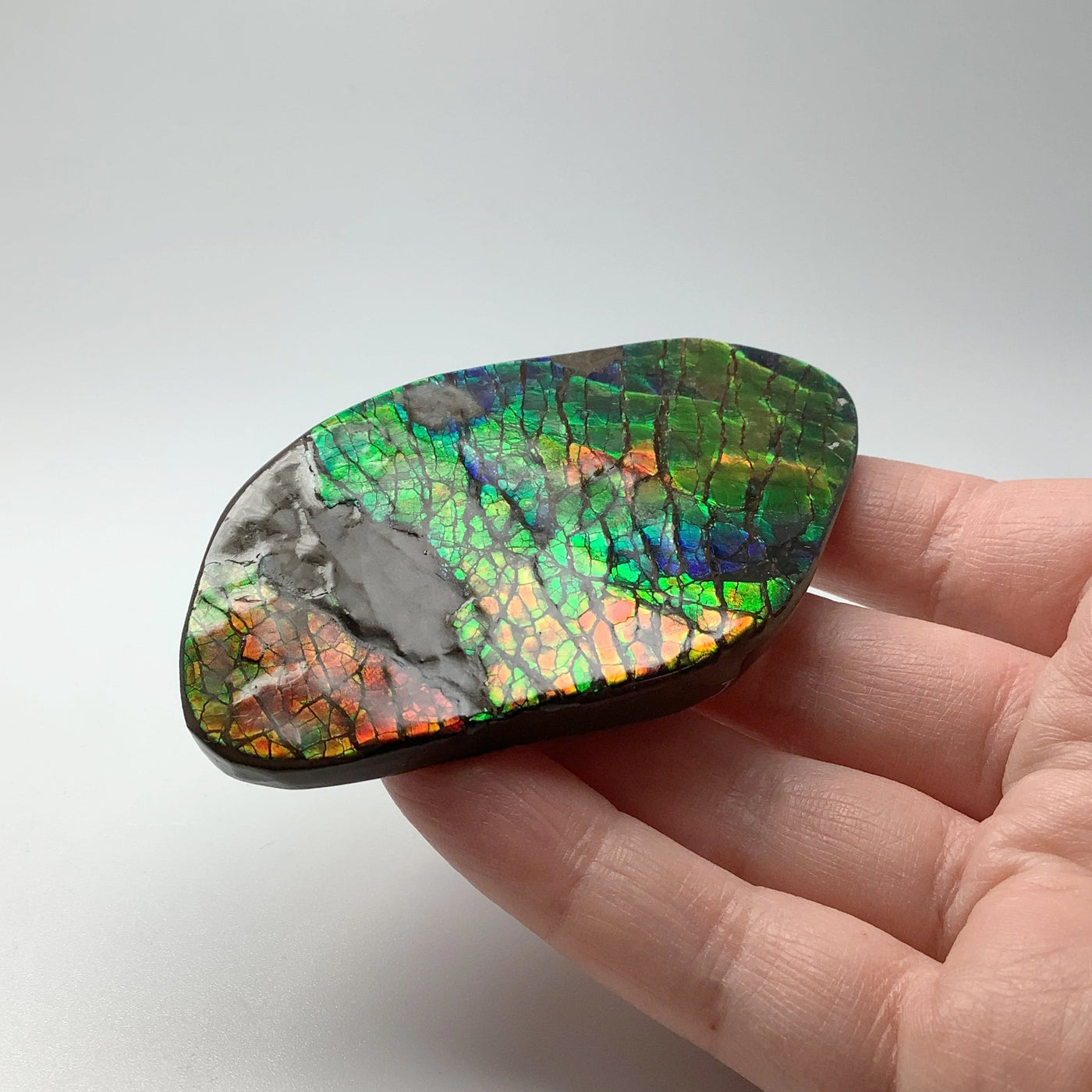 Ammolite Specimen