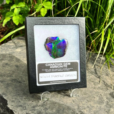 Ammolite Gem Display Box