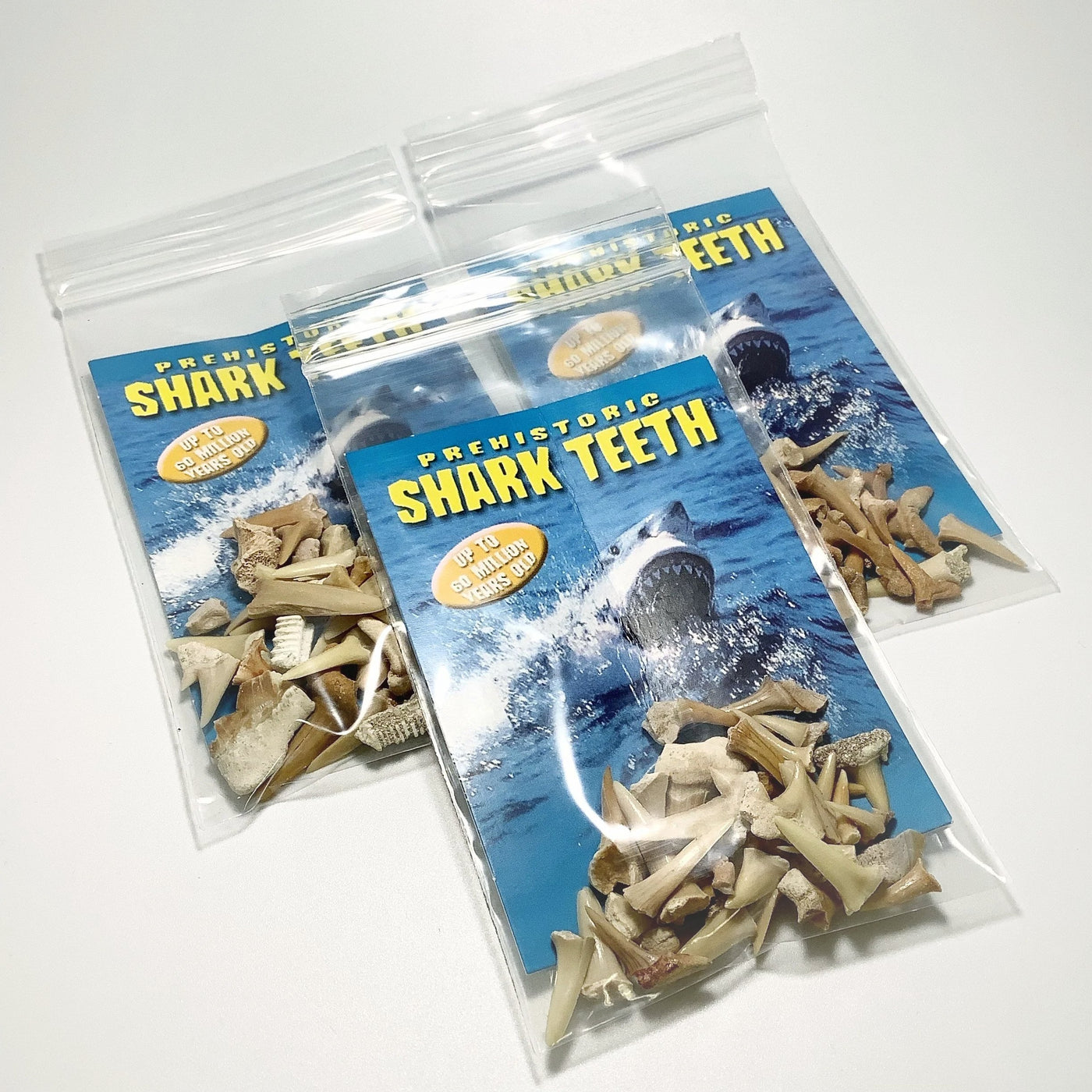 Mixed Small Fossilized Prehistoric Shark Teeth Kit
