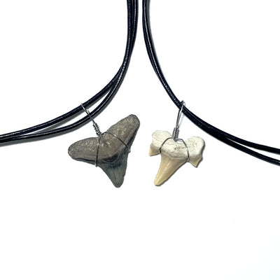 Shark Tooth Fossil Wire Wrapped Necklace