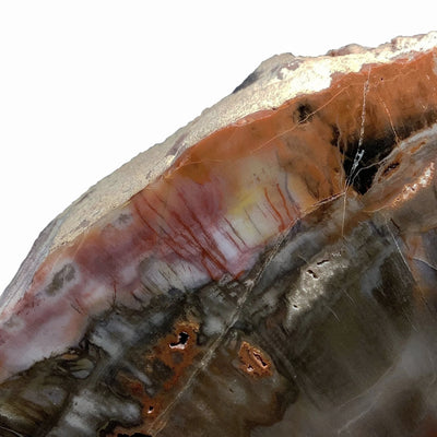 Araucaria Petrified Wood Bookends
