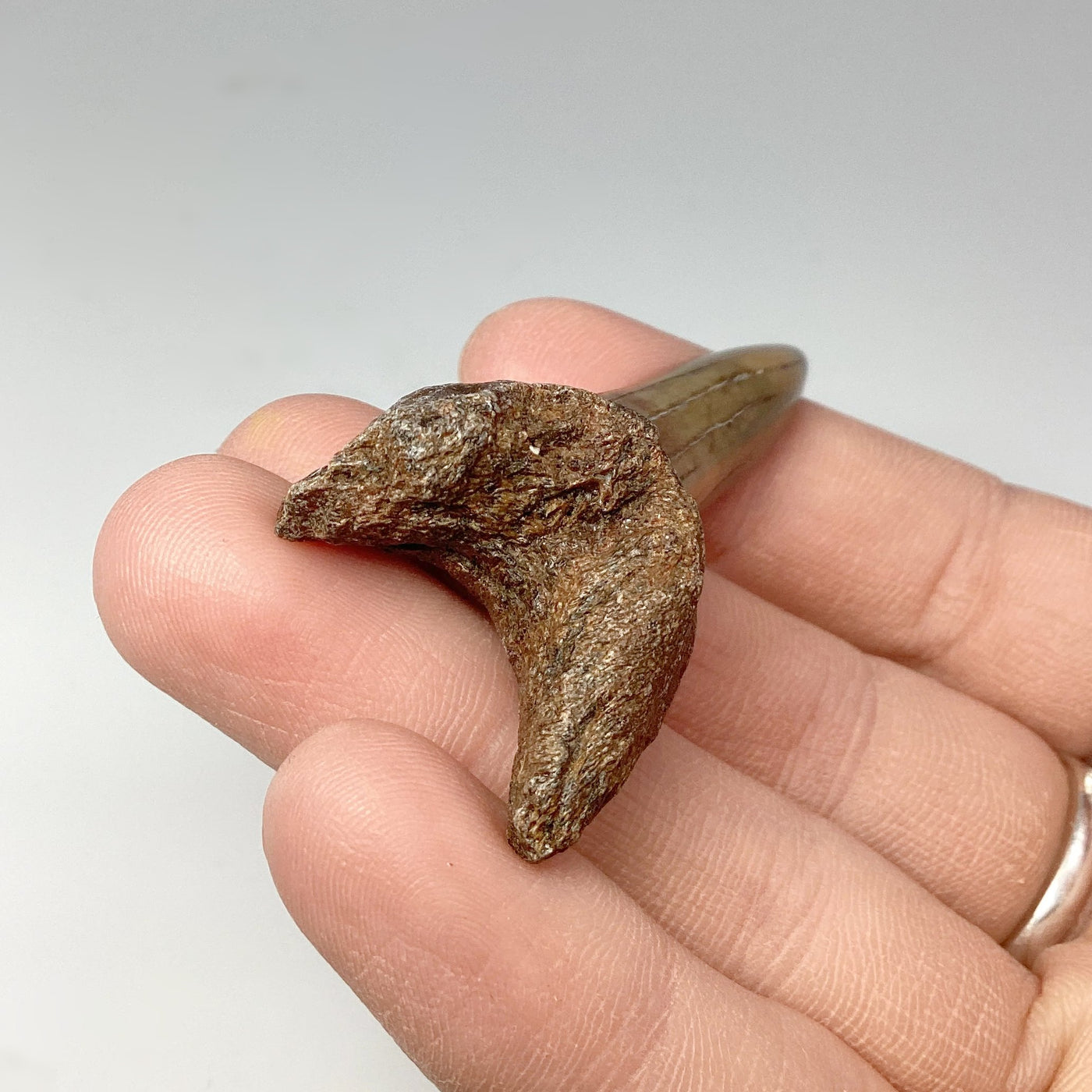 Fossilized Shark Tooth Specimen: Mako