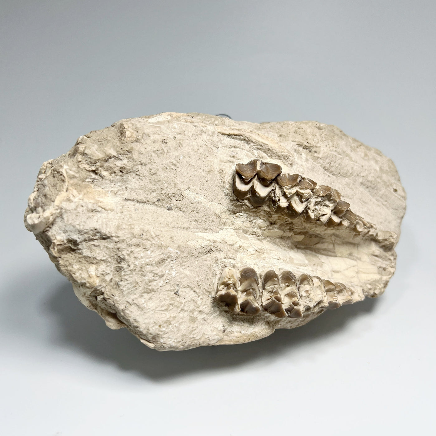 Fossilized Oreodon Upper Jawbone Skull Specimen in Matrix