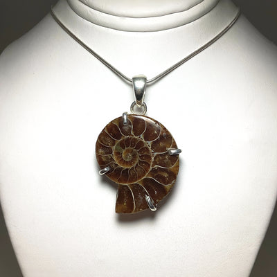 Chambered Ammonite Pendant