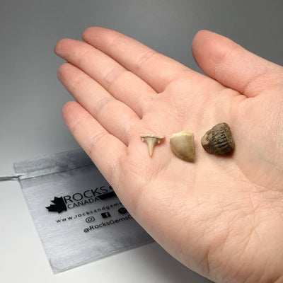Mini Fossils Pouch