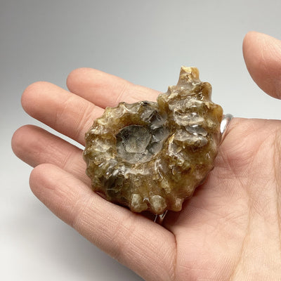 Ammonite Douvilleiceras