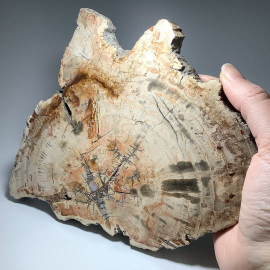 Araucaria Petrified Wood Slice - Rocks and Gems Canada