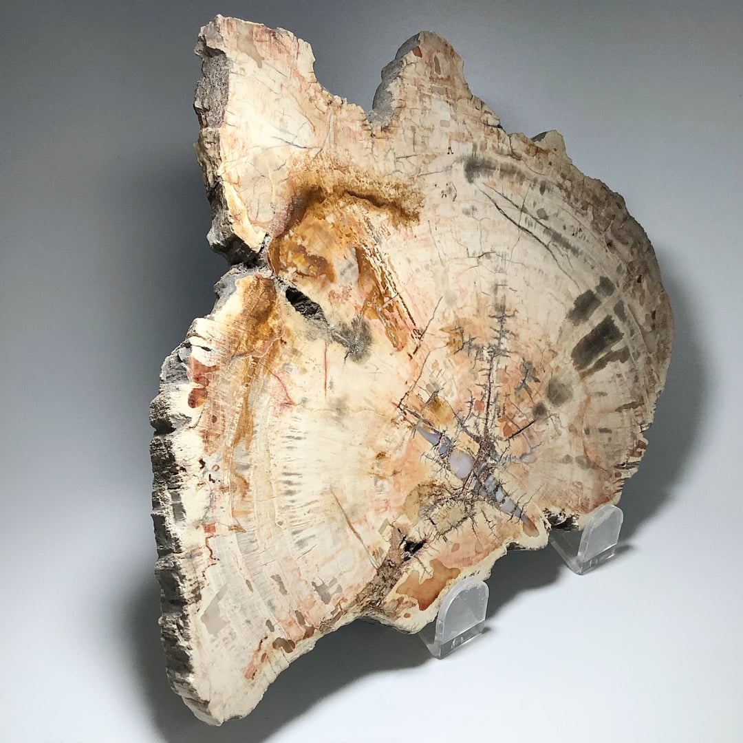 Araucaria Petrified Wood Slice - Rocks and Gems Canada
