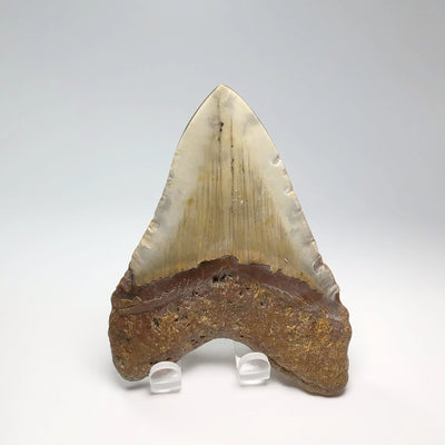 Fossilized Shark Tooth Specimen: Carcharodon Megalodon