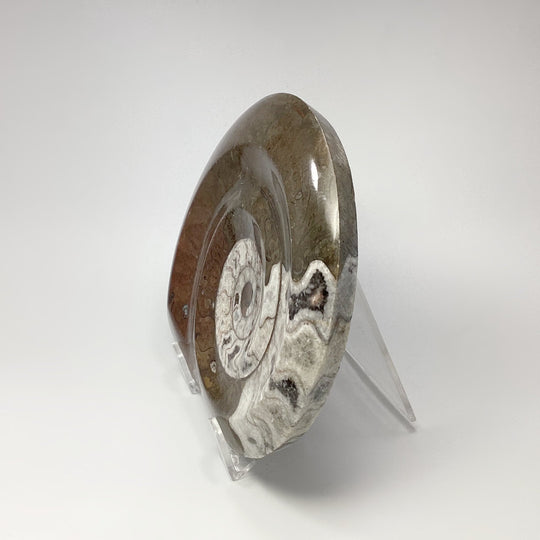 Ammonite Agoniatite - Rocks and Gems Canada