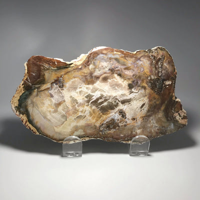 Petrified Wood Slice