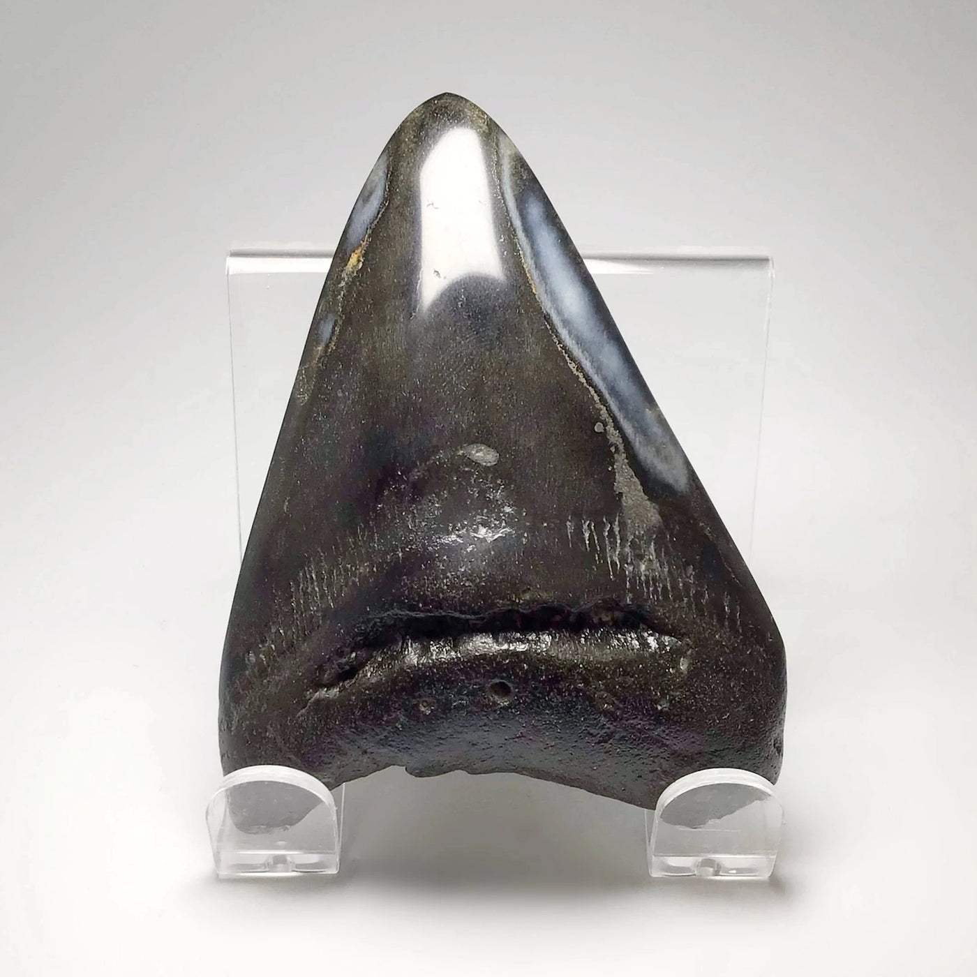 Polished Fossilized Shark Tooth Specimen: Carcharodon Megalodon