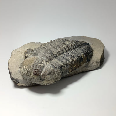Trilobite Phacops Fossil