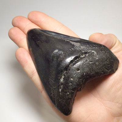 Polished Fossilized Shark Tooth Specimen: Carcharodon Megalodon