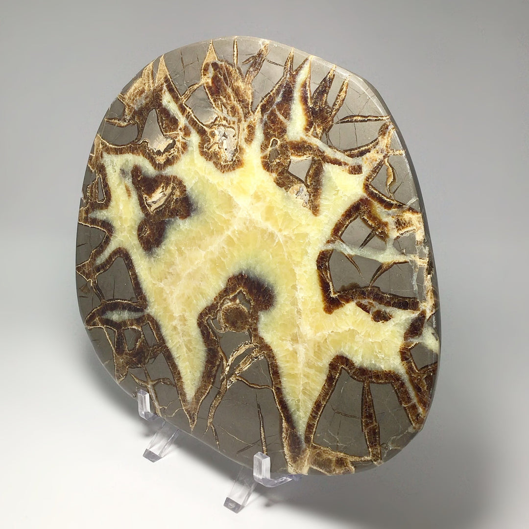 Septarian Slice - Rocks and Gems Canada