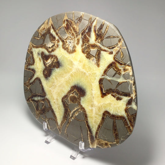 Septarian Slice - Rocks and Gems Canada