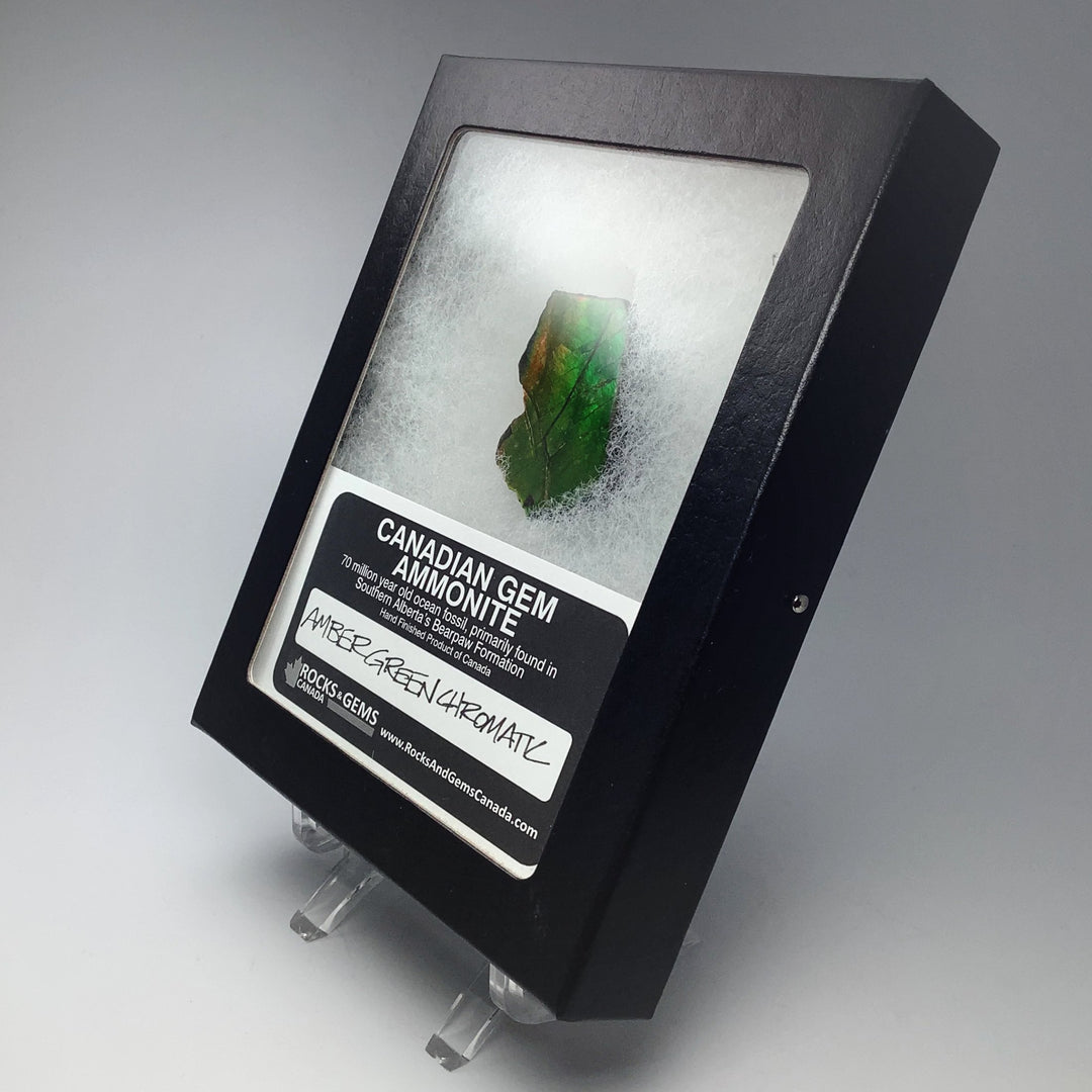 Ammolite Gem Display Box - Rocks and Gems Canada