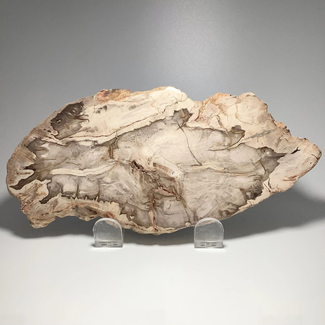 Araucaria Petrified Wood Slice - Rocks and Gems Canada