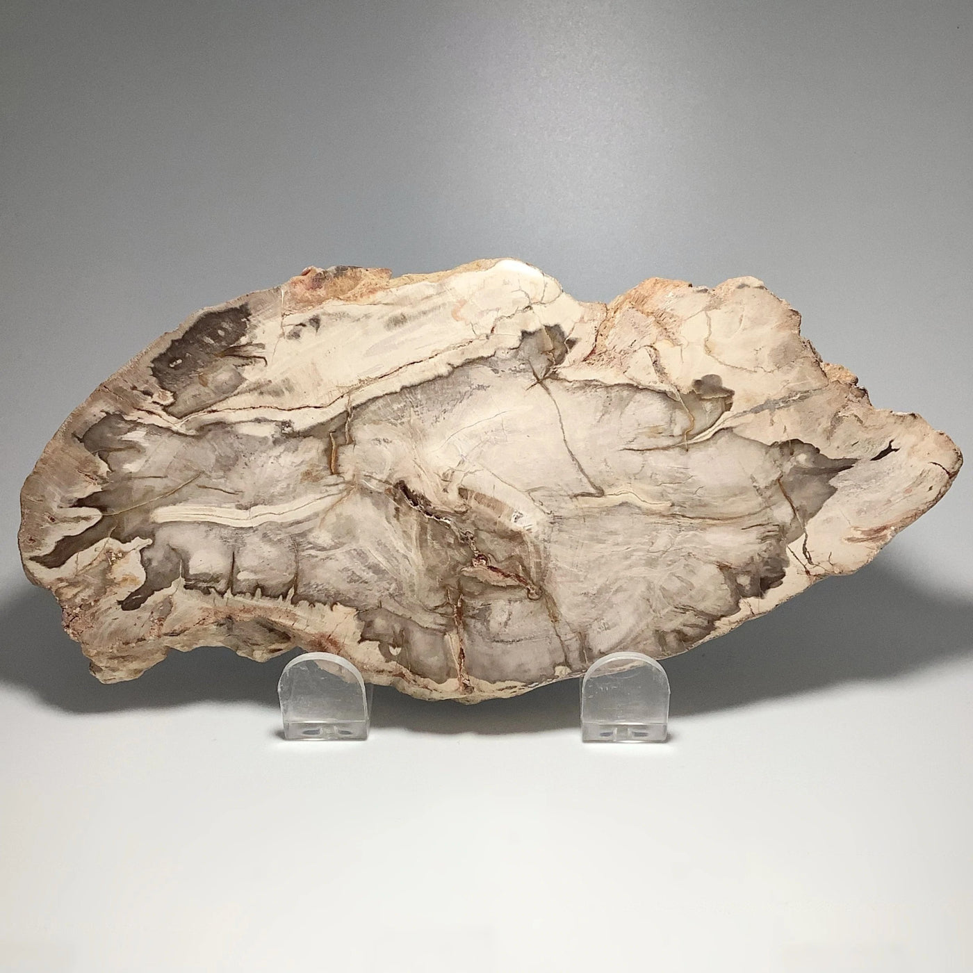 Araucaria Petrified Wood Slice